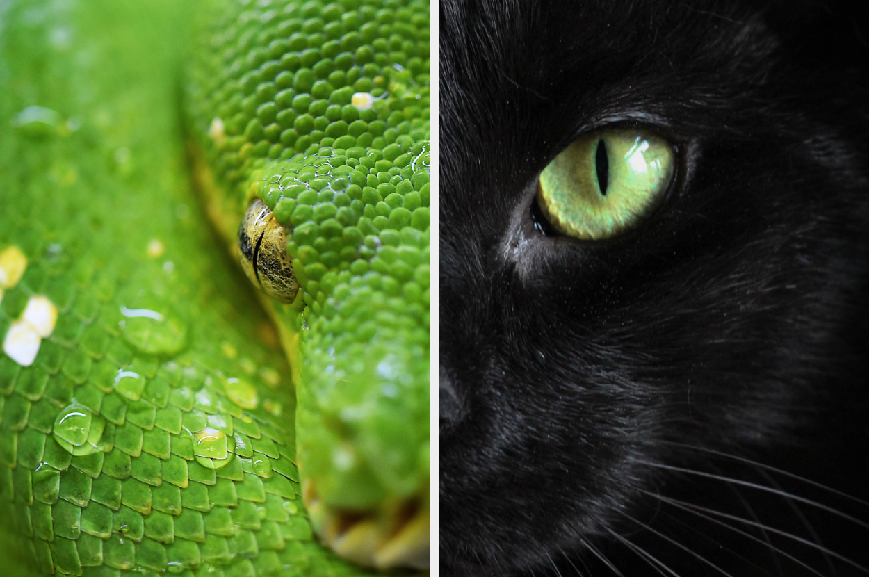 Find Out What Animal Your Personality Is Most Like