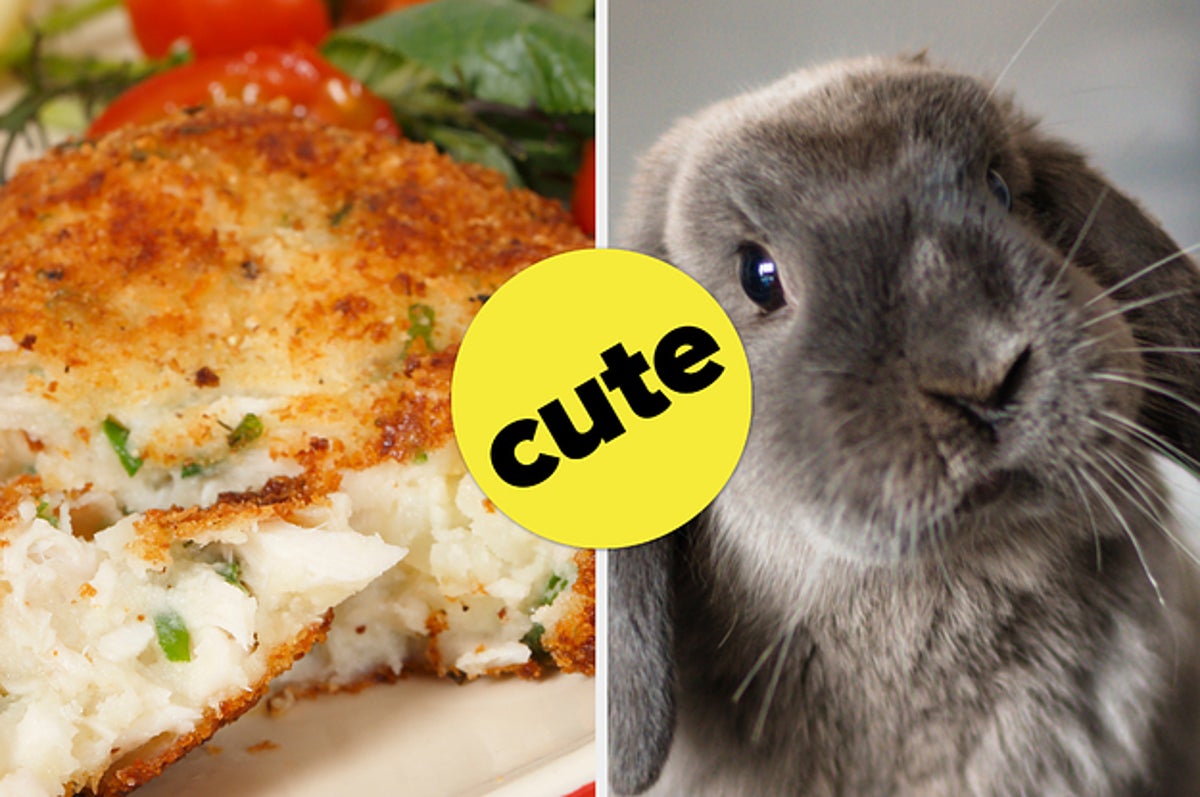 Quiz: Plan Your Ideal Day And We'll Tell You Which Animal You Should Get As  A Pet