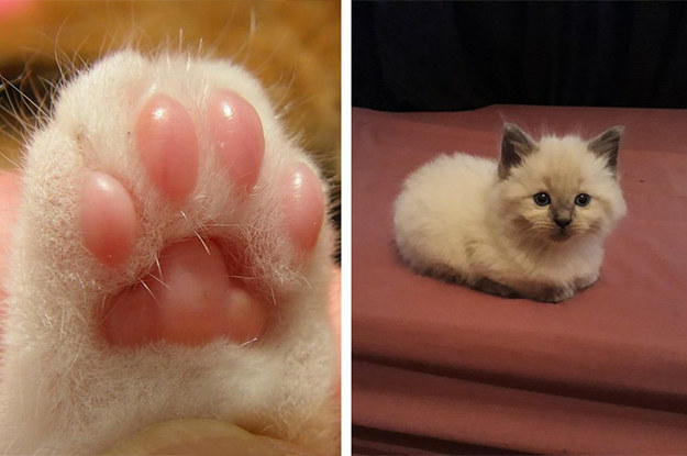 21 Reasons Cats Are The Most Superior Beings On The Planet