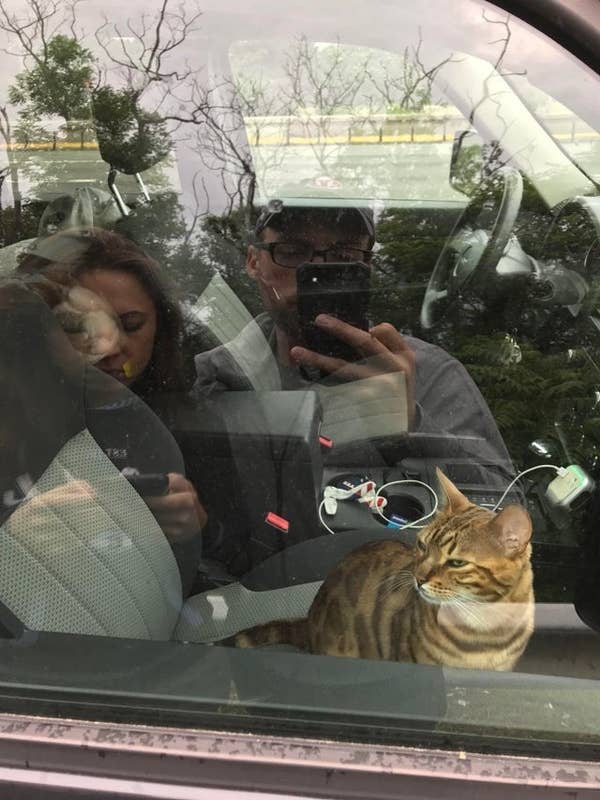 Cats Are Huge Jerks And These 22 Pictures Prove It
