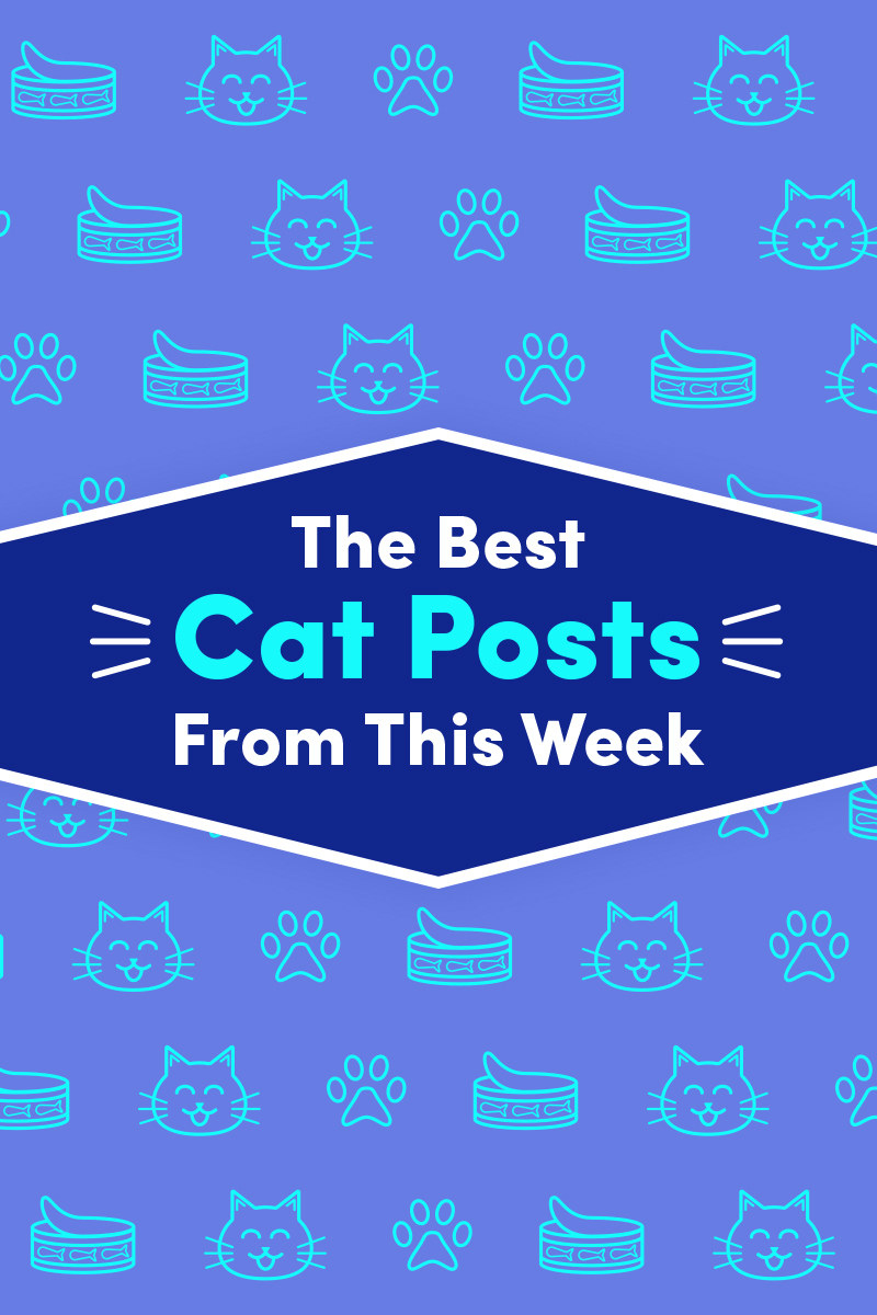 18 Of The Best Cat Posts From This Week