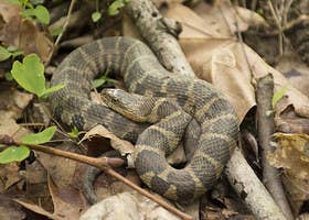 Venomous or Not Snake Quiz - A-Z Animals