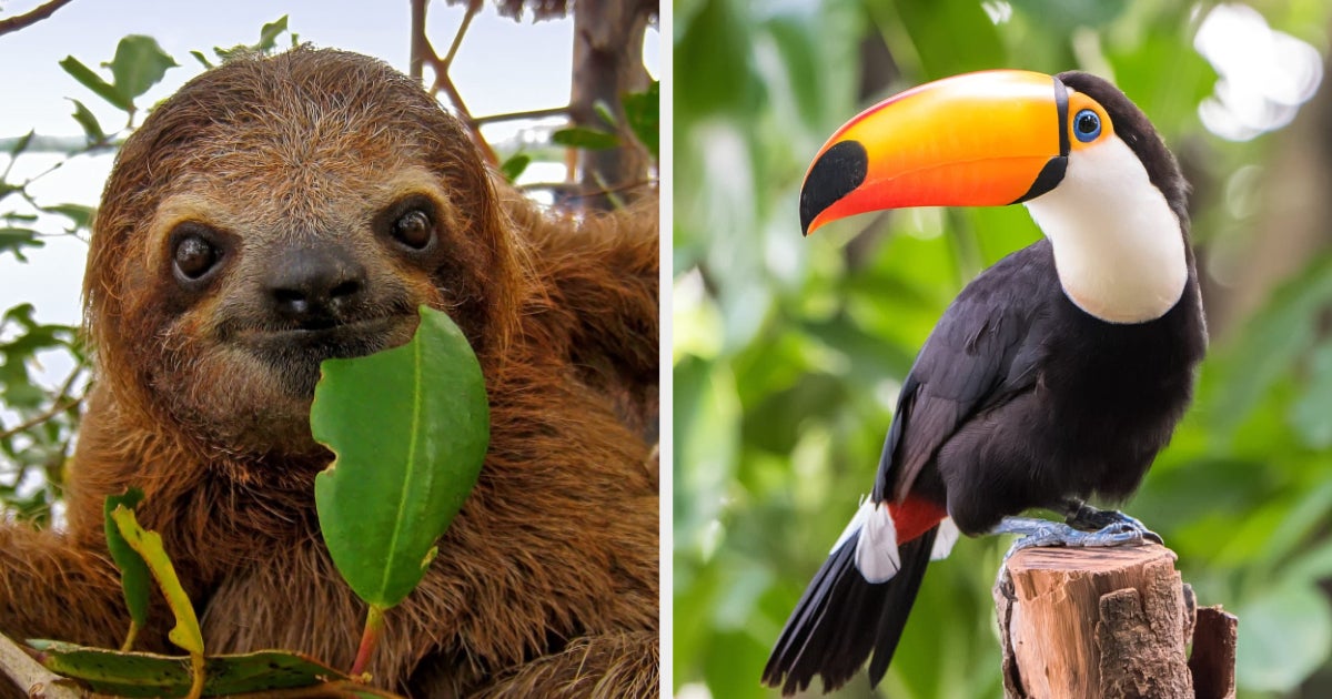 29 Cute Animals That Are Native To Latin America