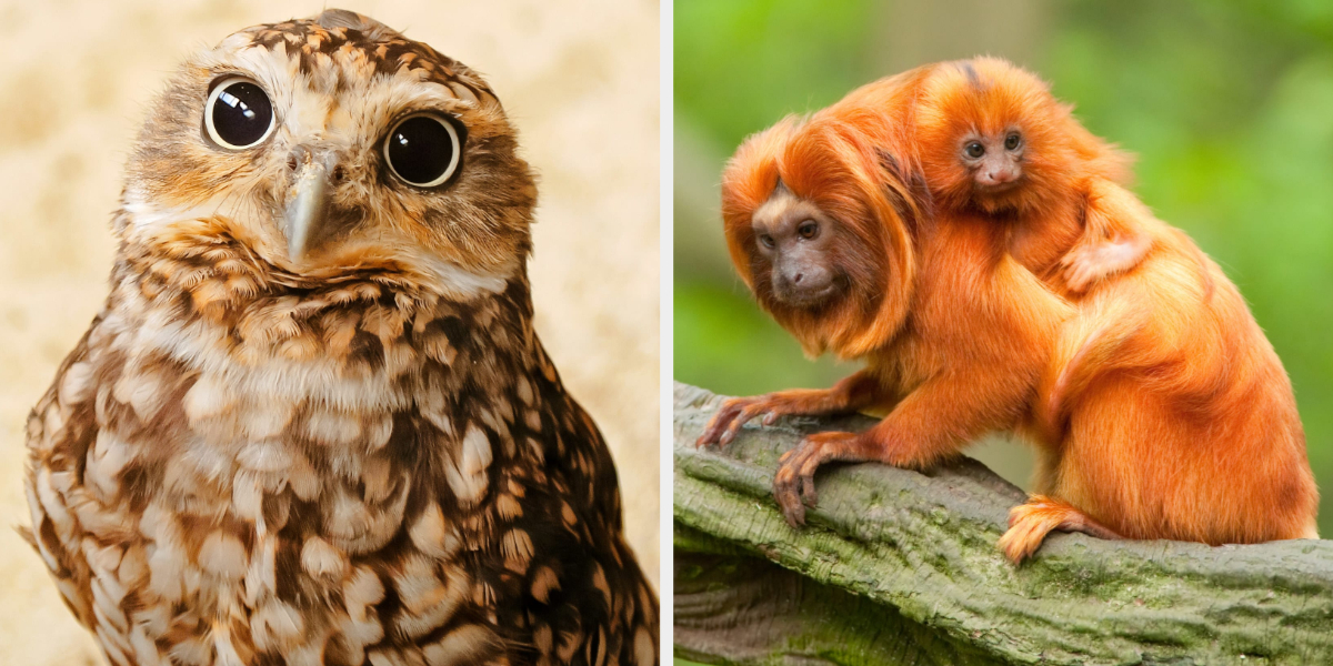 29 Cute Animals That Are Native To Latin America 29 Cute Animals That Are Native To Latin America