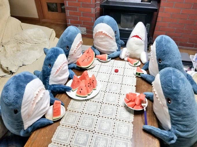 サメと共存する写真が疲れを解き放ってくれる件