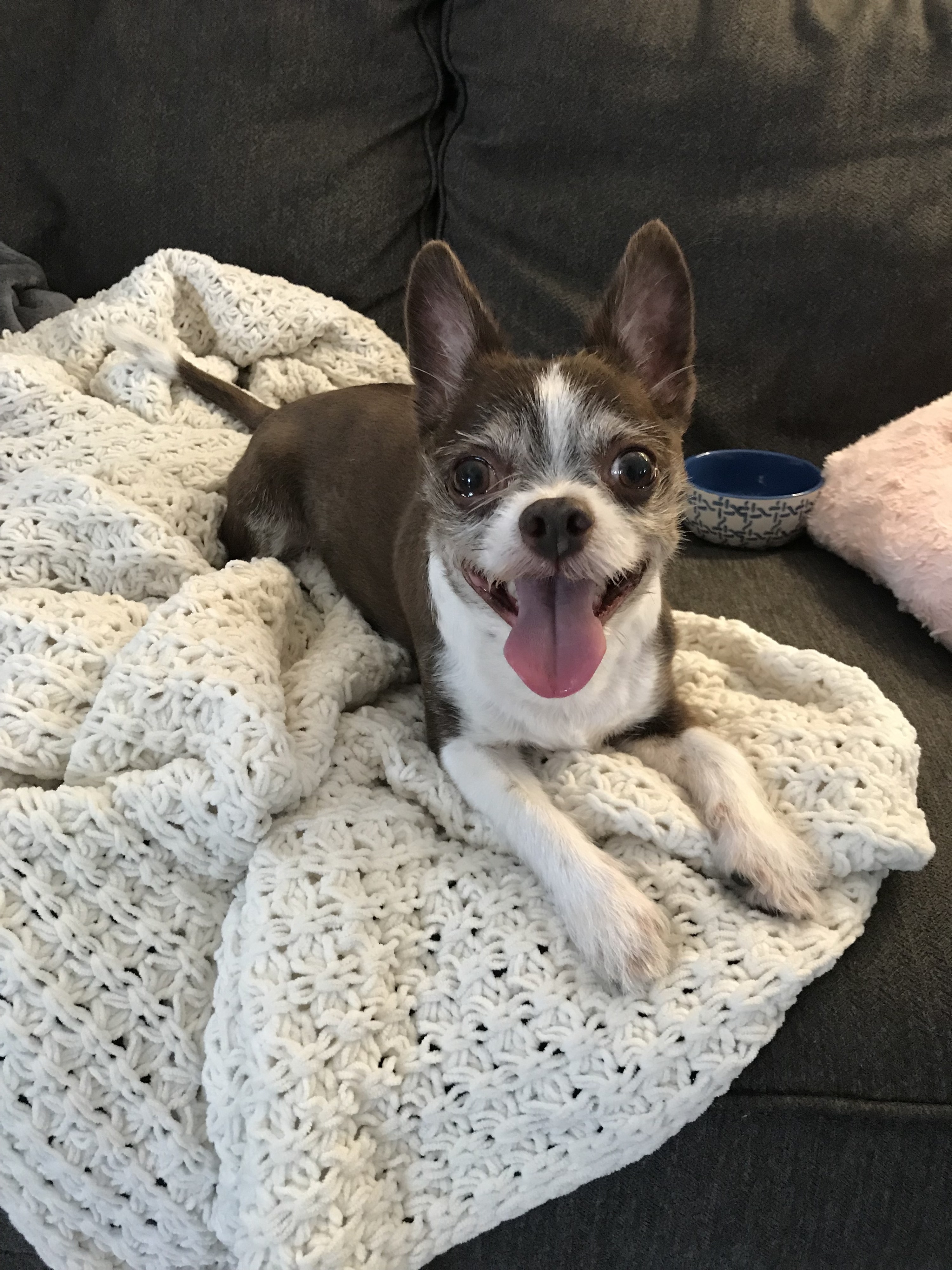 benadryl for dogs flying