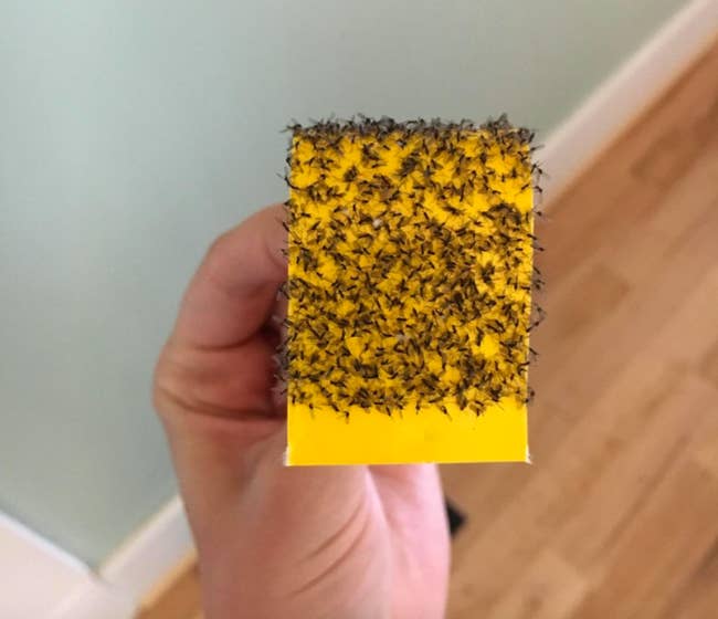 A customer review photo of the sticky paper filled with bugs