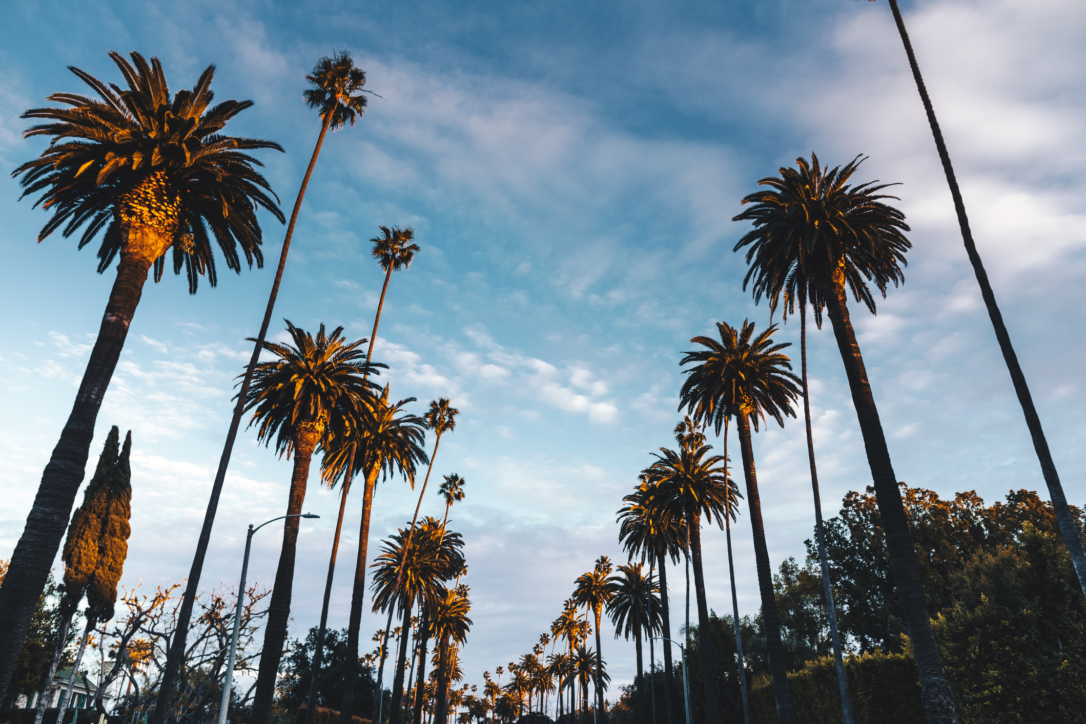 Palm trees on the street in Los Angeles.