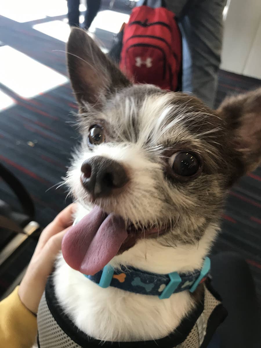 Flying On Planes With Dogs: What You Need To Know Before You Go