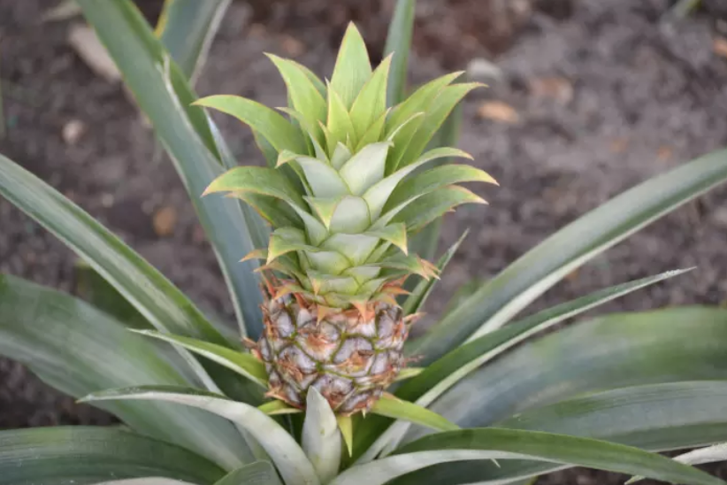 A pineapple growing on a farm