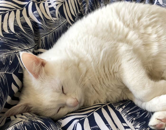 16 Things I Don T Understand About Dogs