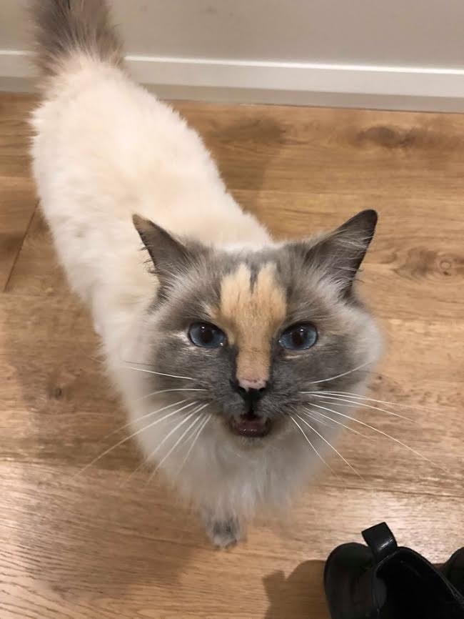 Australian Cat With Penis-Shaped Marking Up For Adoption