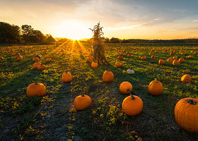 Build A Fall Aesthetic And We'll Tell You What Kind Of Pie You Are