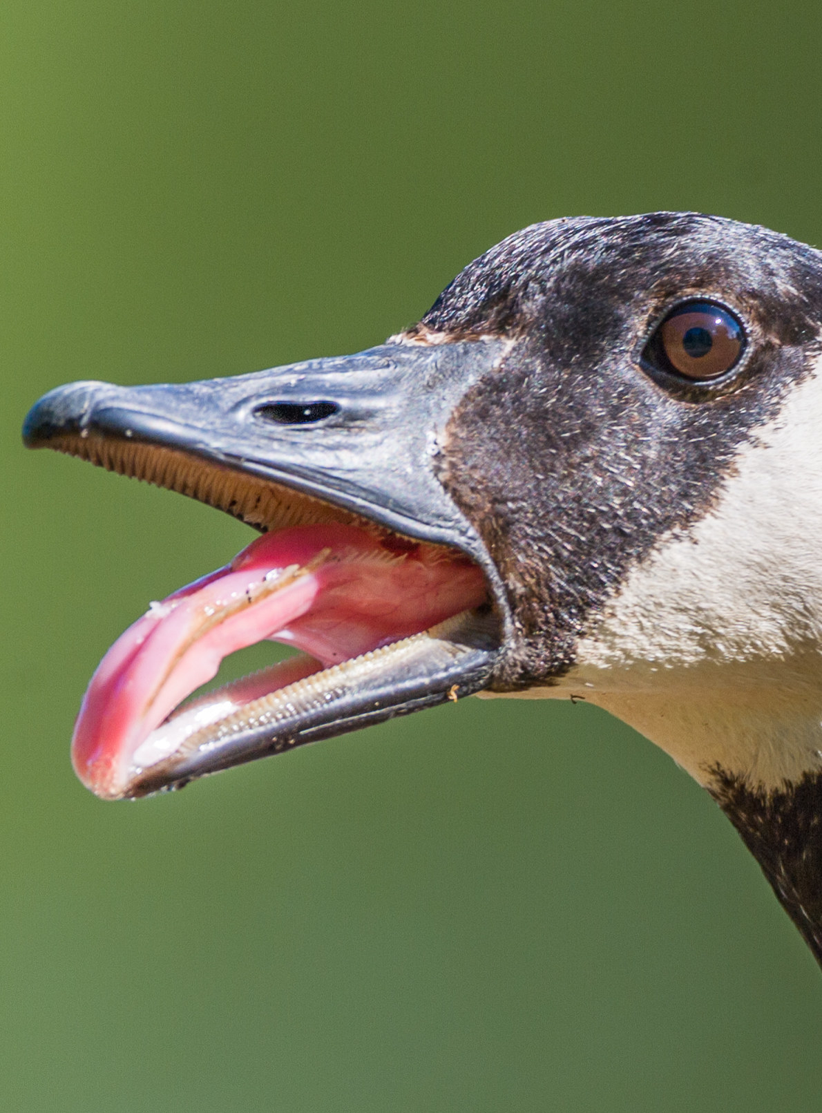 goose with teeth