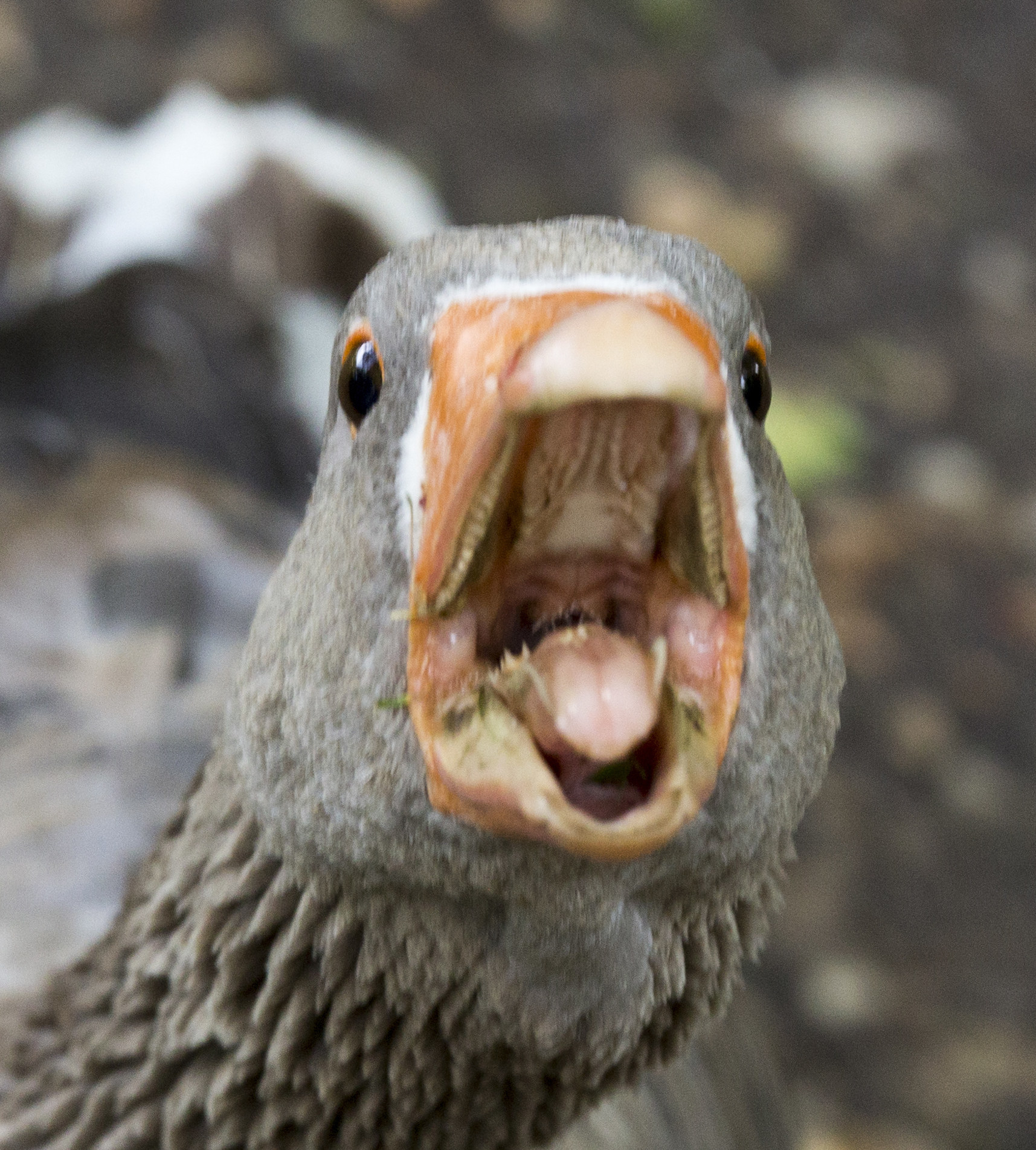 I Just Learned Geese Have Teeth On Their Tongues And I Hate It - best