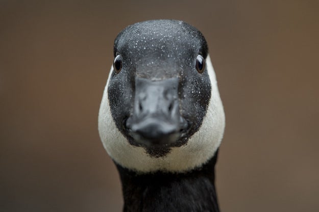 canadian geese teeth