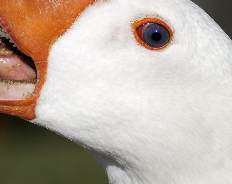 angry goose teeth