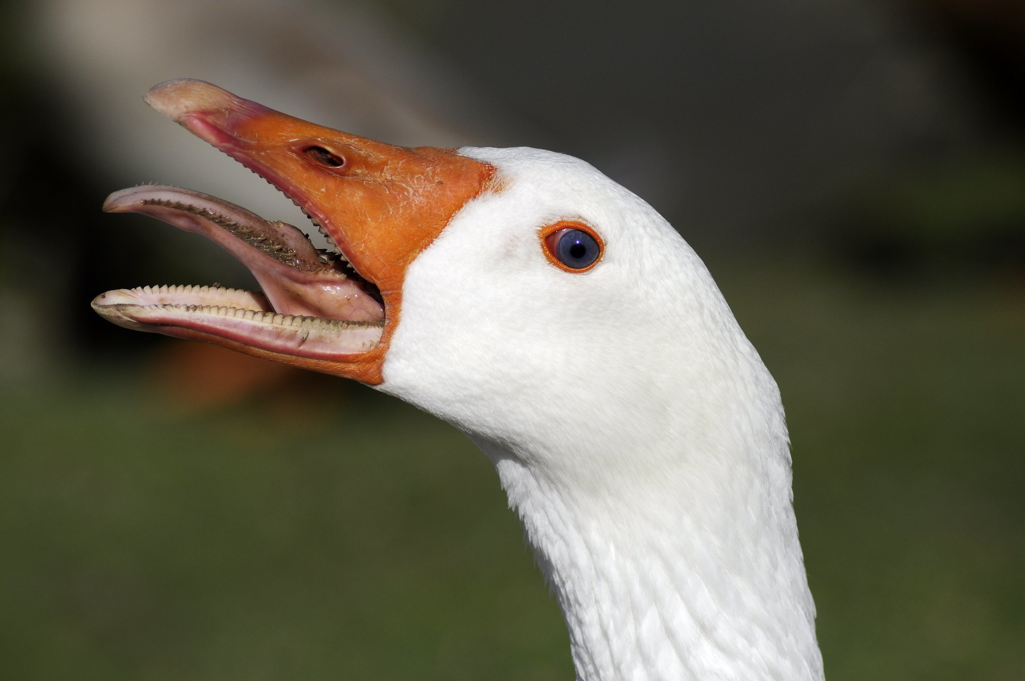 goose with teeth