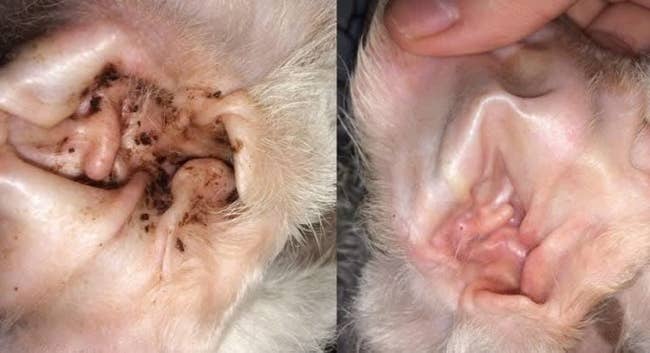 a split image showing the inside of a reviewer's dog's ear with lots of brown spots on the left, and the same dog ear interior without spots on the right