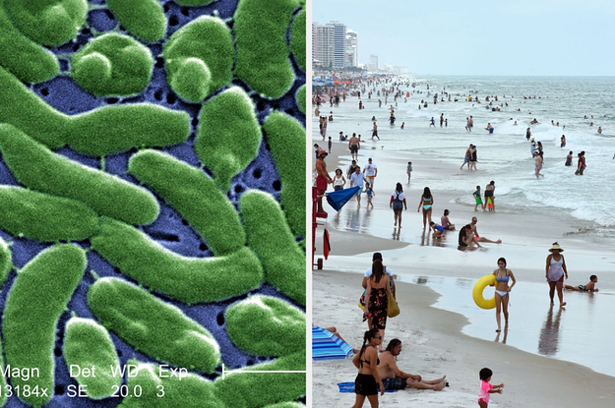 人喰いバクテリア と呼ばれるビブリオ菌に感染する人が増加 気候変動が原因の可能性も