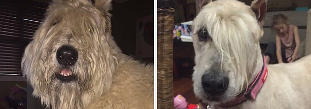 18 Dog Haircuts That Ll Make Not Only Your Day But Your Entire Week