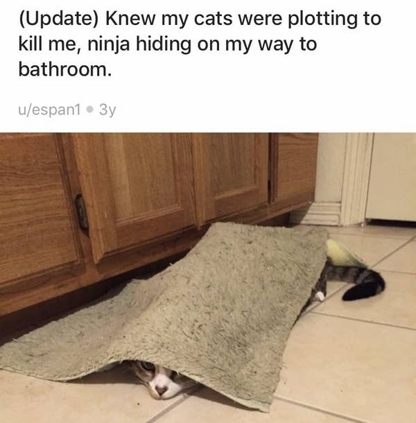 Cats Who Got Caught Hiding Despite Their Best Efforts