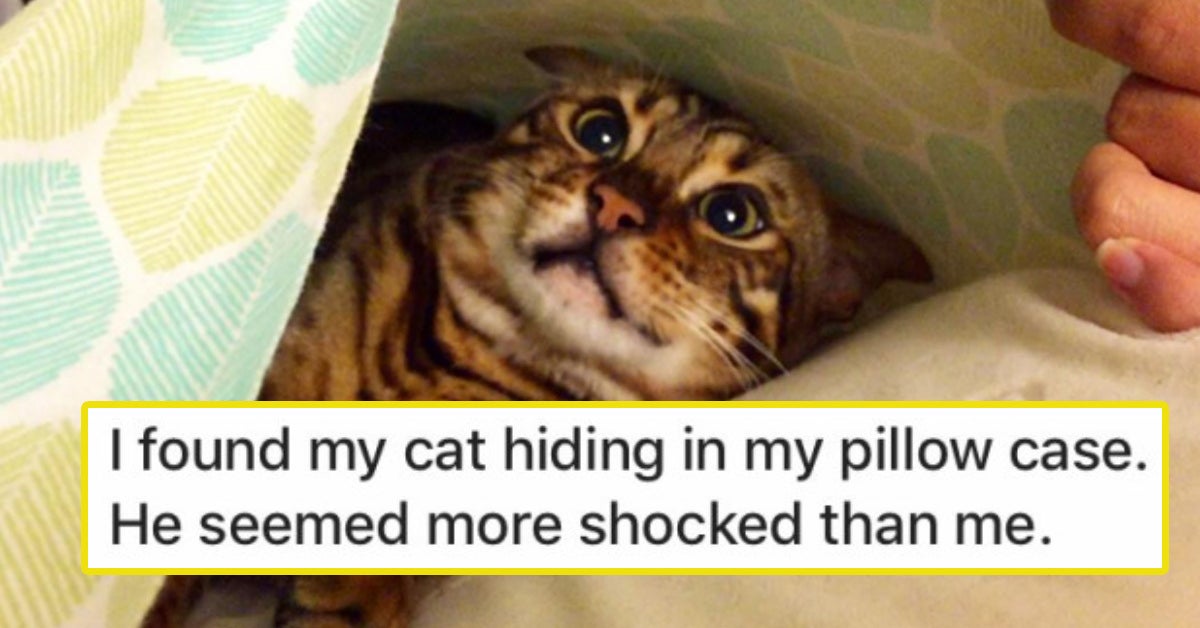 Cats Who Got Caught Hiding, Despite Their Best Efforts