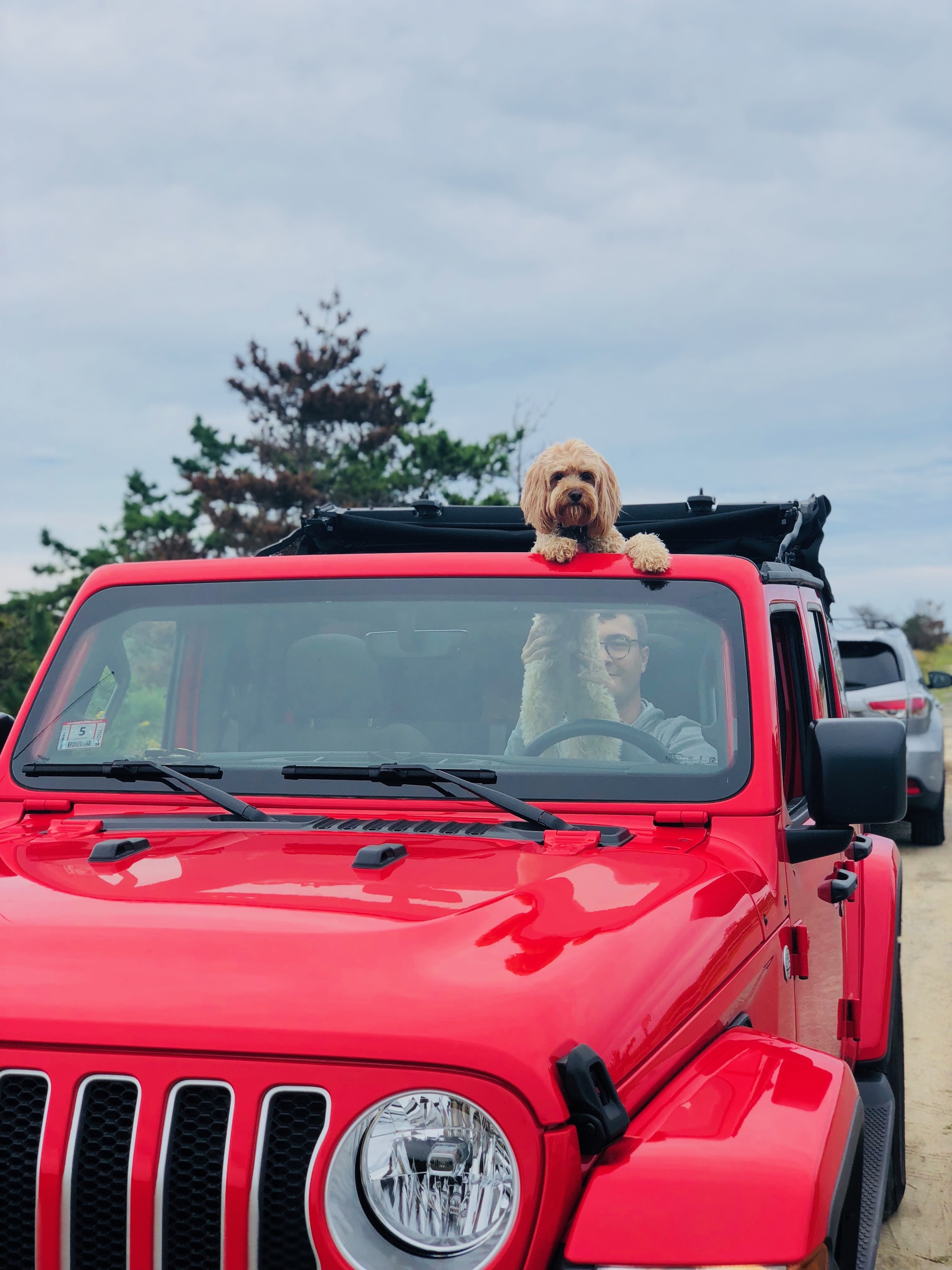 My dog sticking his head out of a Jeep Wrangler.