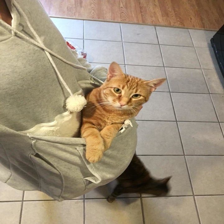 reviewer photo of cat in the hoodie pouch