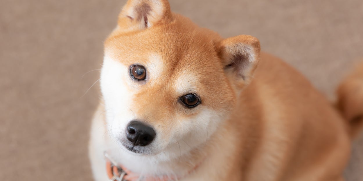 すべての犬を家の中へしまえ 台風に備えて家の中にしまわれる犬たち たまに猫 すべての犬を家の中へしまえ 台風に備えて家の中にしまわれる犬たち たまに猫
