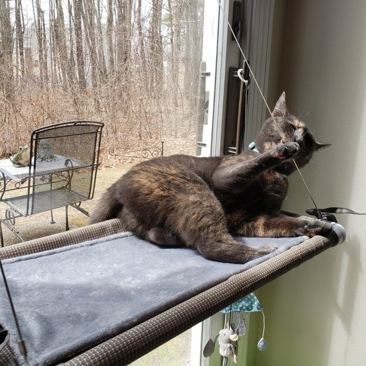 25 Things Anyone Who Loves Cats Will Probably Adore