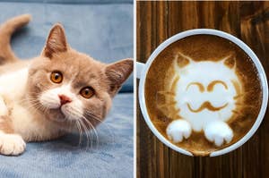 Cat Cafe