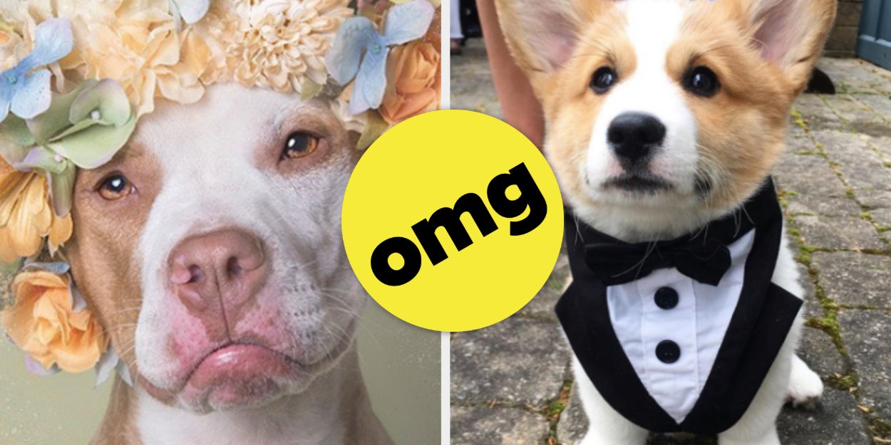 20 instagram accounts every dog lover