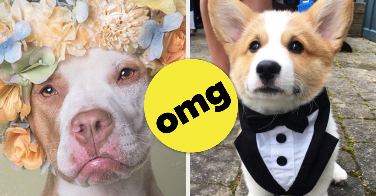 20 Instagram Accounts Every Dog Lover Needs To Follow 20 Instagram Accounts Every Dog Lover Needs To Follow