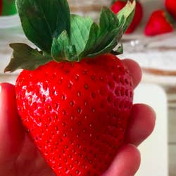 A BuzzFeed editor's photo of a perfectly fresh strawberry kept in the produce-saving container