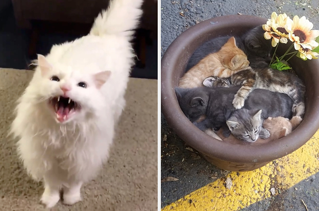 15 Cat Posts From This Week That Are Pawsitively Purrfect.