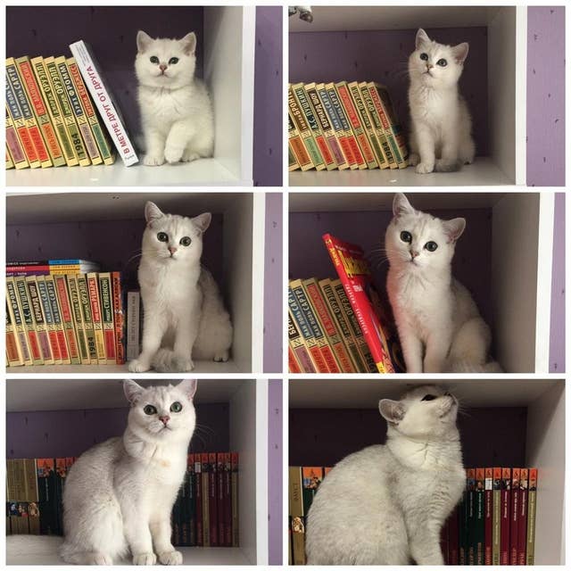 The Best Cat Posts From This Week Oct 2 2019