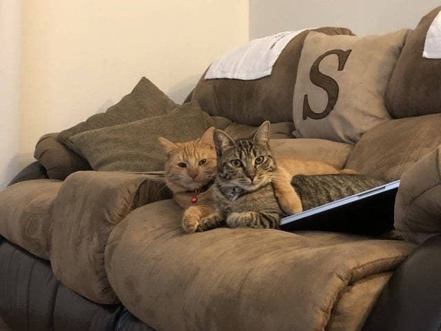 The Best Cat Posts From This Week Oct 2 2019