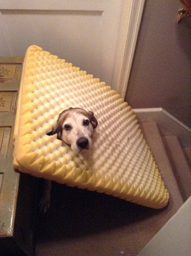 Dogs Who Are Stuck