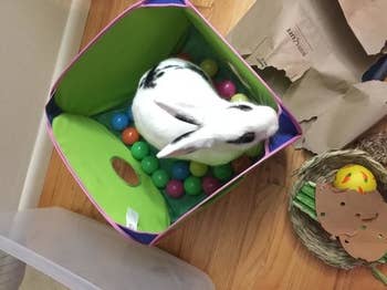 a different reviewer bunny in ball pit 