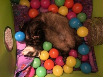 ferret in ball pit 