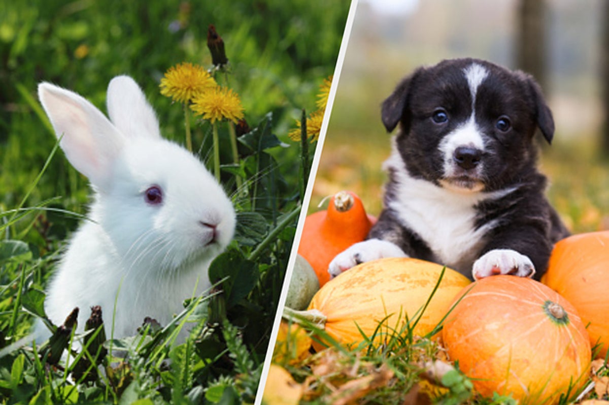 Quiz: What Kind Of Baby Animal Are You? Quiz: What Kind Of Baby Animal Are You?