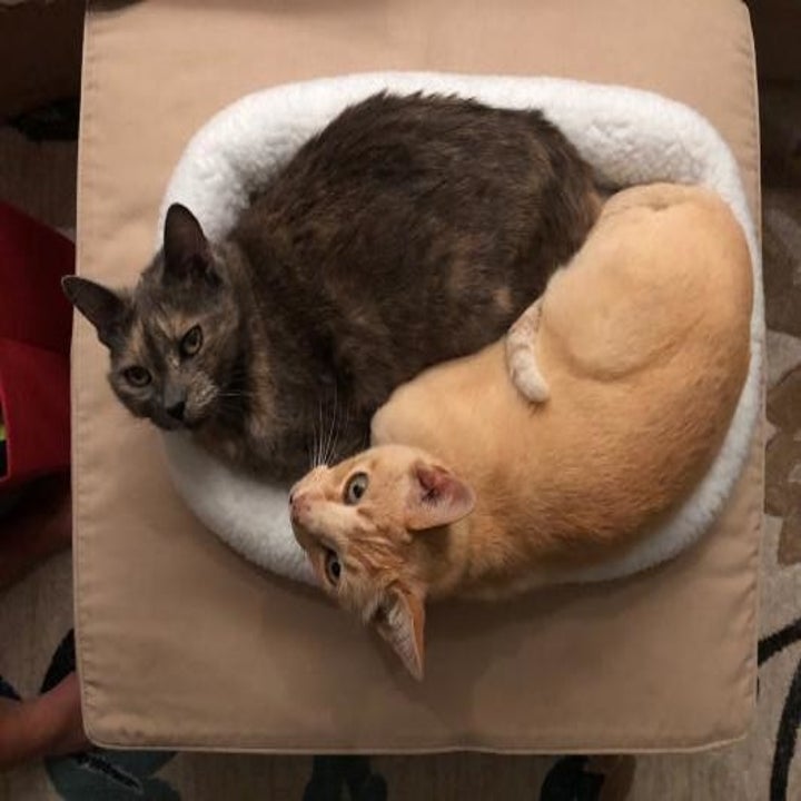 26 Things From Chewy That Pets Truly Love