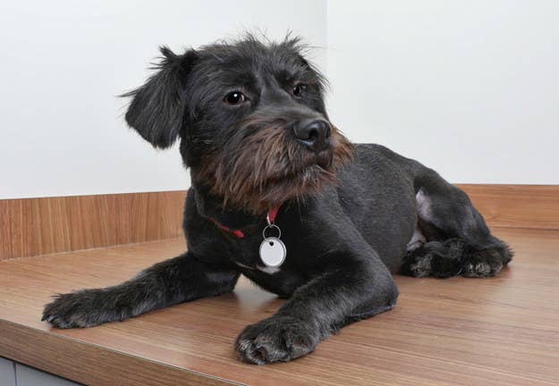 Name These Dogs To Find Out Which Famous Dog You Are