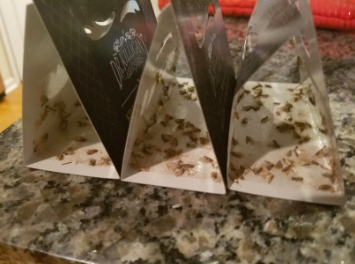 reviewer pic of moth traps with lots of moths dead in them 