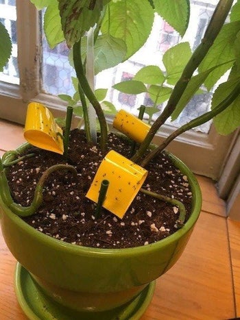 Reviewer photo of three sticky traps in one pot