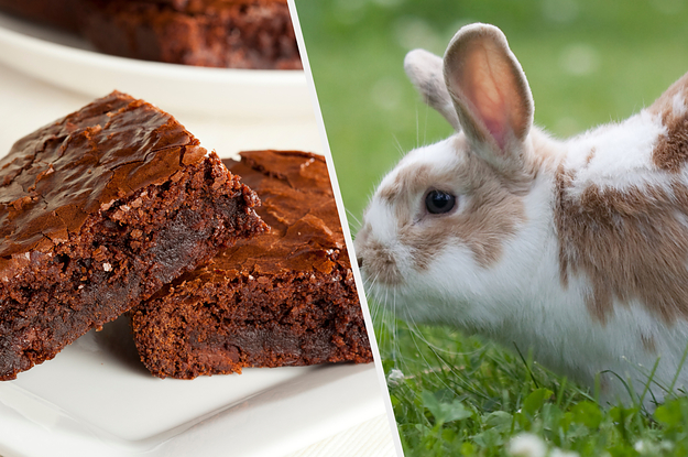 Quiz: Pick Some Desserts And We'll Give You An Animal That Matches Your ...