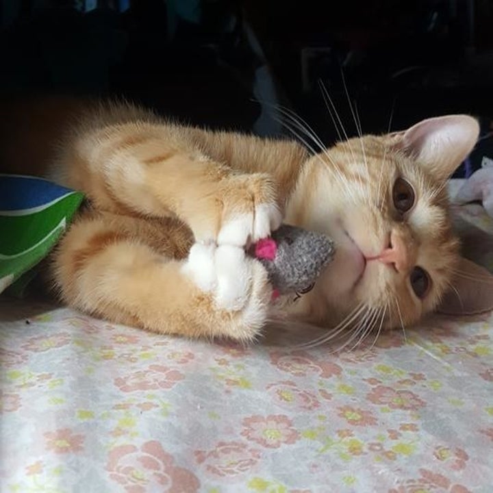 26 Things From Chewy That Pets Truly Love