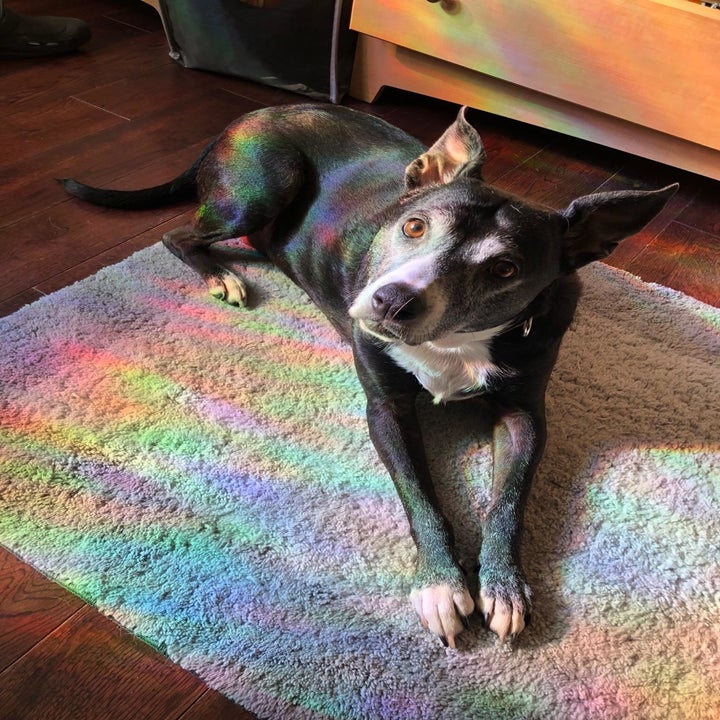 A reviewer photo of a dog with rainbow light all around