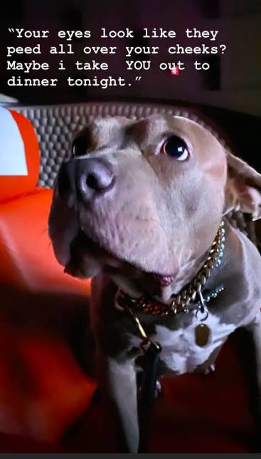 justin theroux instagrammed his dog s